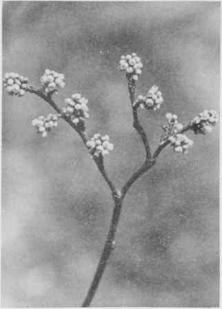 Fragrant Sumac.