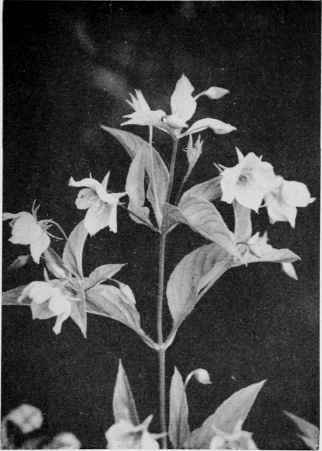 Fringed Loosestrife.