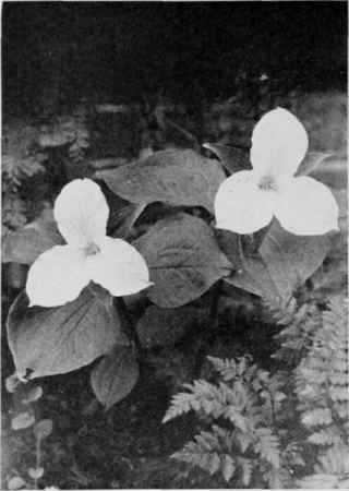 Great White Trillium.