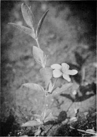 Hairy Ruellia (Wild Petunia).