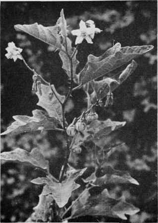 Horse Nettle.