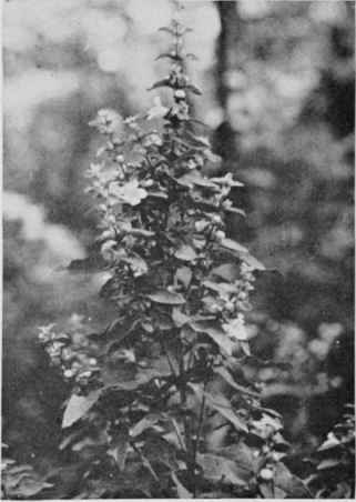Mullein Foxglove.