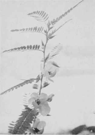 Partridge Pea.