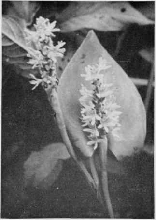 Pickerelweed.