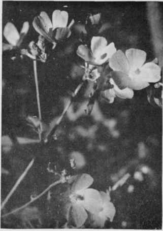 Poppy Mallow.