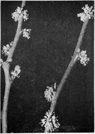 Prickly Ash (Toothache Tree).