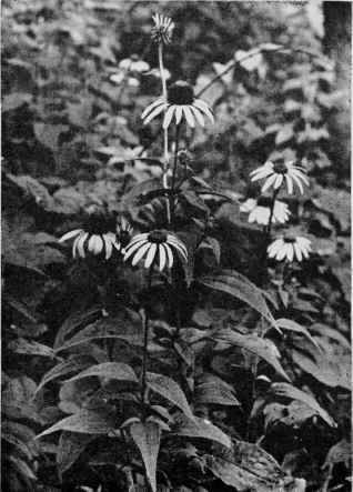 Purple Coneflower.