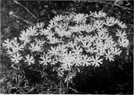 Sand Phlox (Cleft Phlox).