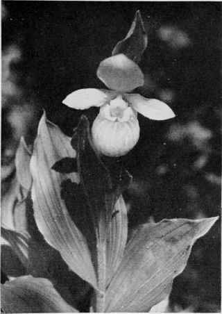 Showy Lady's Slipper (Queen Orchid).