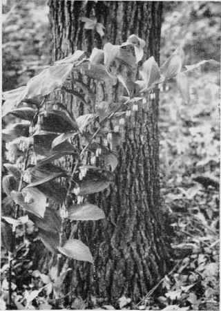 Solomon's Seal.