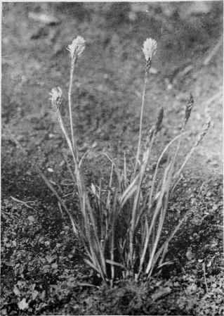 Spring Sedge.