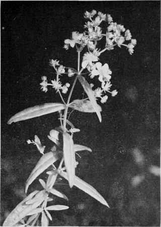 St. John's Wort.