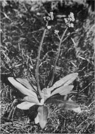 Swamp Saxifrage.