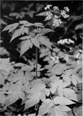 Sweet Cicely.