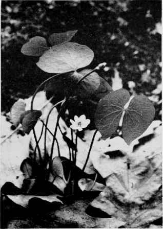Twinleaf.