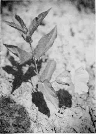 Upright Bindweed.