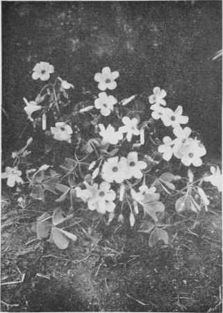 Violet Wood Sorrel.