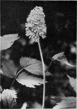White Baneberry (Dolls Eyes).
