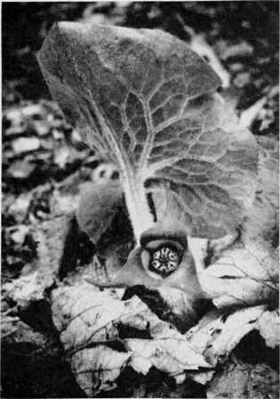 Wild Ginger.
