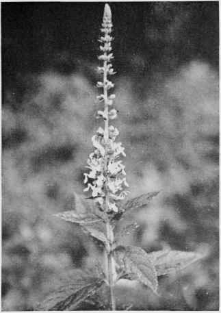 Wood Sage (American Germander).