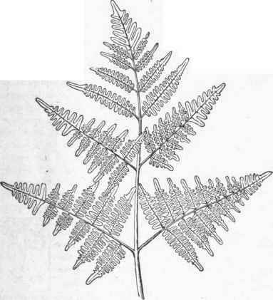 Series II Flowerless Or Cryptog amous Plants 11