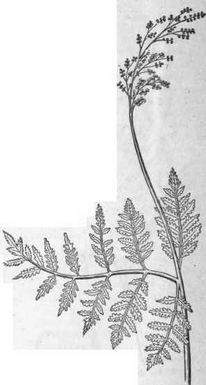 Series II Flowerless Or Cryptog amous Plants 17