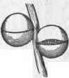 Series II Flowerless Or Cryptog amous Plants 18