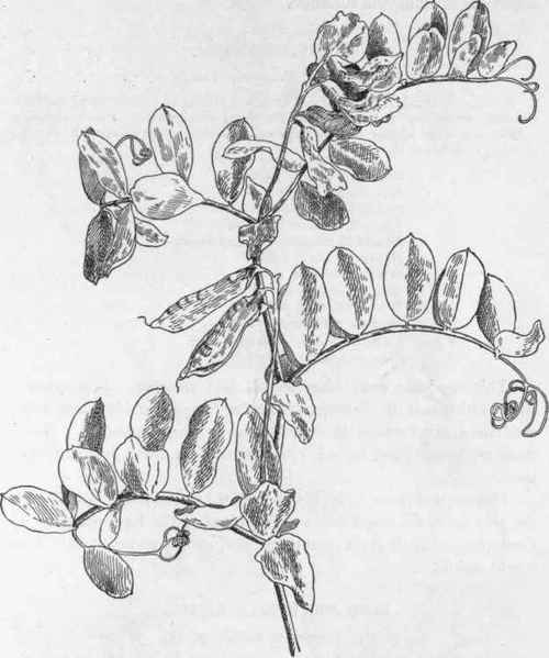 Beach Pea. L. maritimus