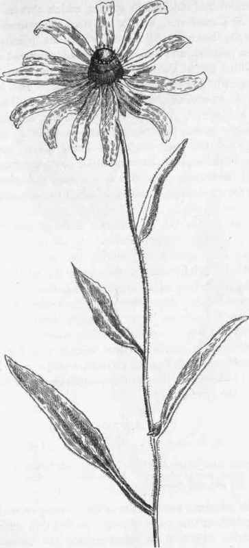 Black Eyed Susan.   R. hirta