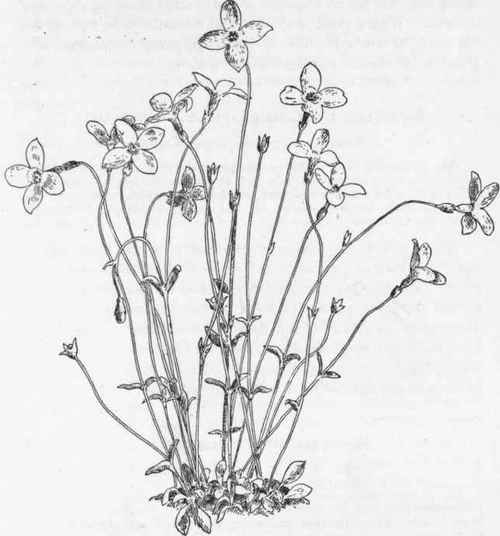 Bluets   H. coerulea