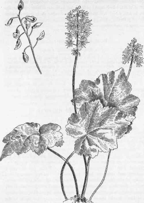 Foam Flower   T. cordifolia