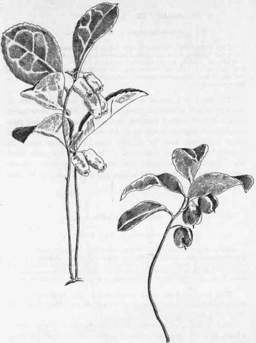 Fruit. Wintergreen.   G. procumbens.