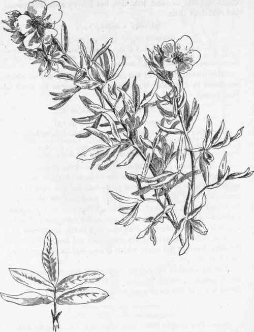 Leaf.   Shrubby Cinquefoil.   P. fruticosa