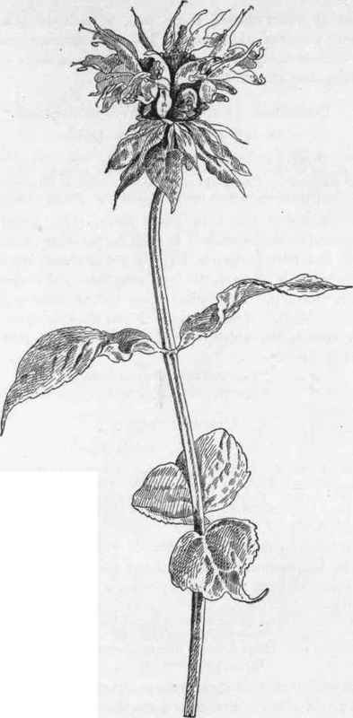 Oswego Tea   M. didyma