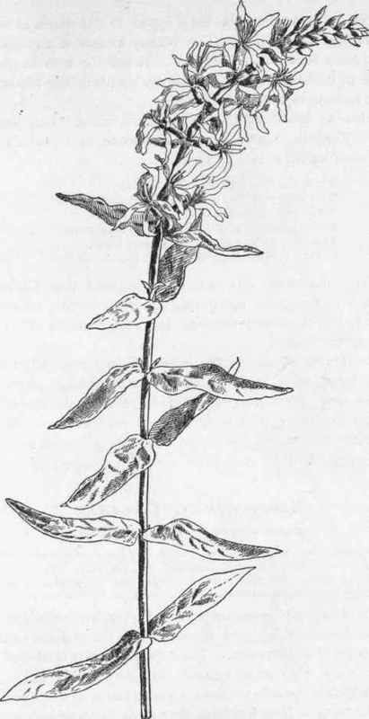 Purple Loosestrife.   L. Salicaria