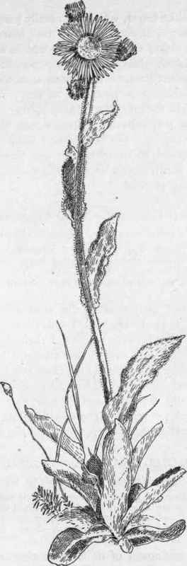Robin's Plantain.   E. bellidifolius