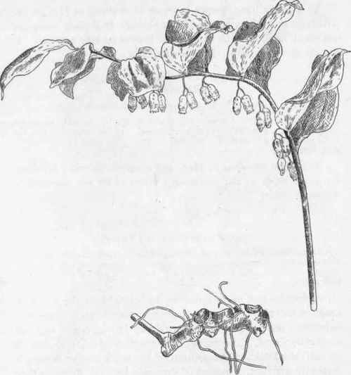 Rootstock. Solomon's Seal P. biflorum