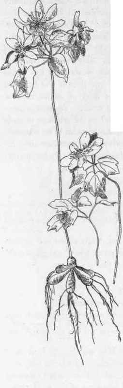Rue Anemone.   A. Thalictroides.