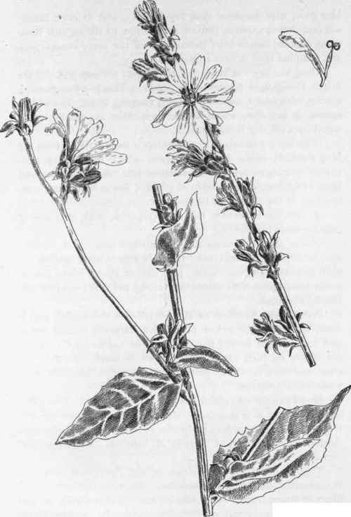 Single flower.   Chicory.   C. Intybus