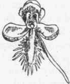 Single flower, enlarged.