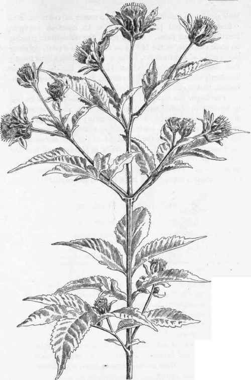 Stick Tight.   B. frondosa
