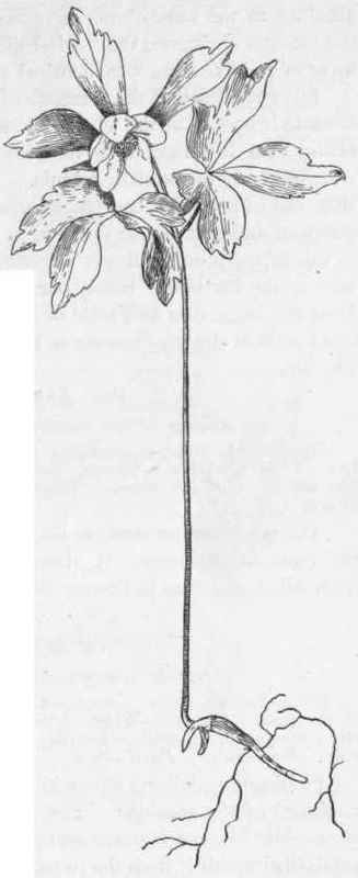 Wood Anemone A. nemorosa.