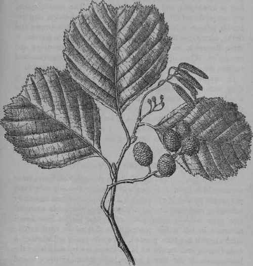 Alder.