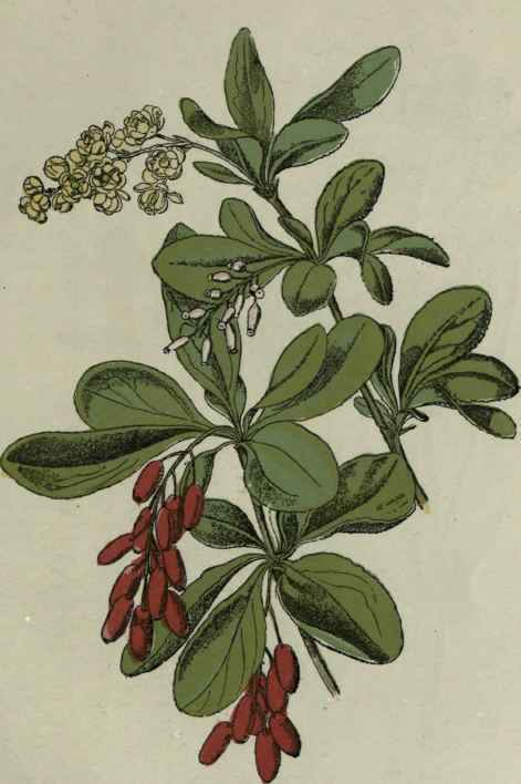 Barberry.
