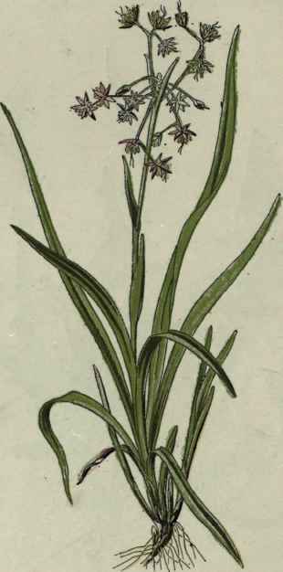 Broad leaved Woodrush.