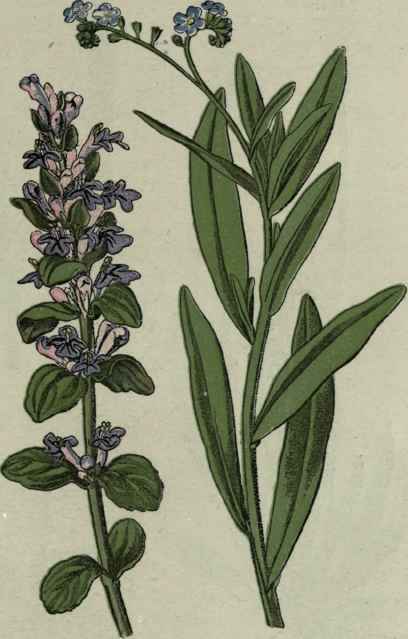 Bugle.