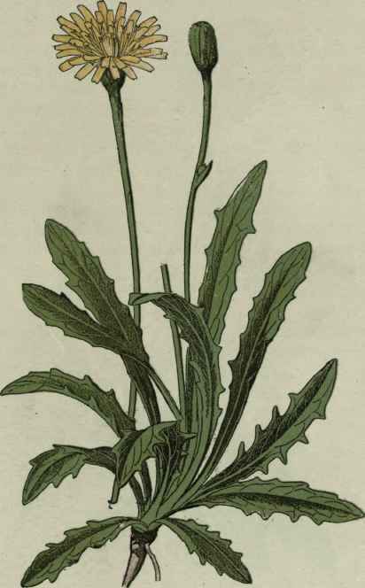 Cat's Ear.