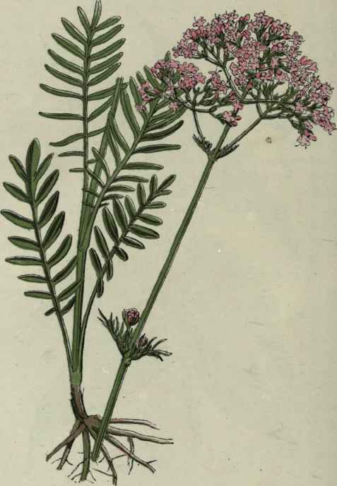Cat's Valerian.