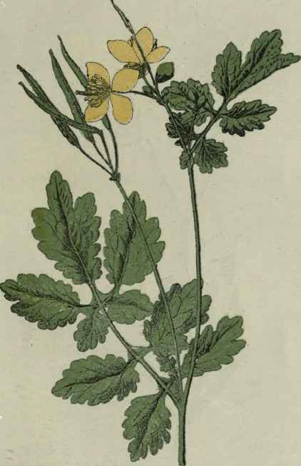 Celandine.