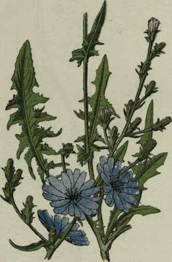 Chicory.